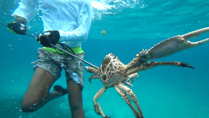 Rùng mình nghề ‘bán mạng’ dưới đáy biển khơi của ngư dân Việt